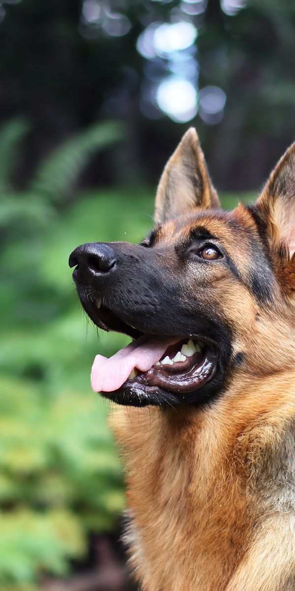 Beautiful German Shepherd Wallpaper for Your Phone - Free Download