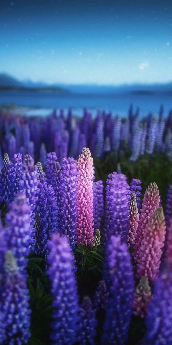 Phone wallpaper: Night, Flower, Earth, Lupine, Purple Flower, Blue Flower free download