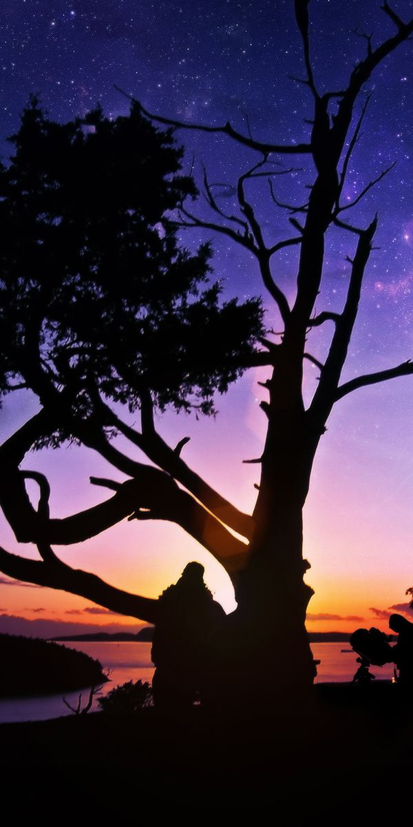 Breathtaking phone wallpaper featuring a cosmic tree and starry sky