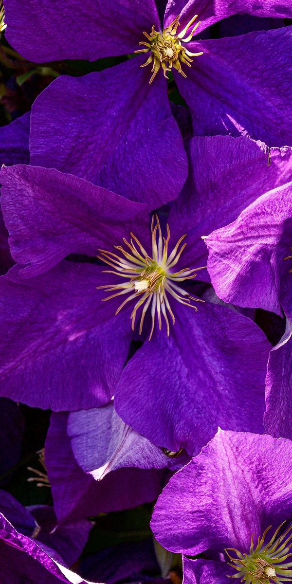 Phone wallpaper: Flowers, Earth, Clematis free download