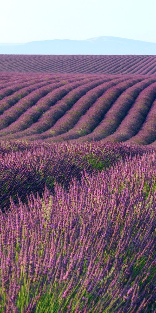 Serene Lavender Field Phone Wallpaper: Purple Flowers and a Tree
