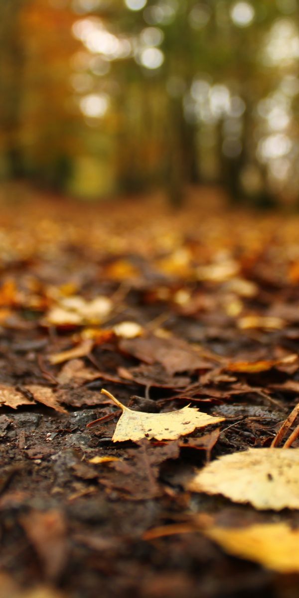 Phone wallpaper: Nature, Blur, Leaf, Fall, Earth free download
