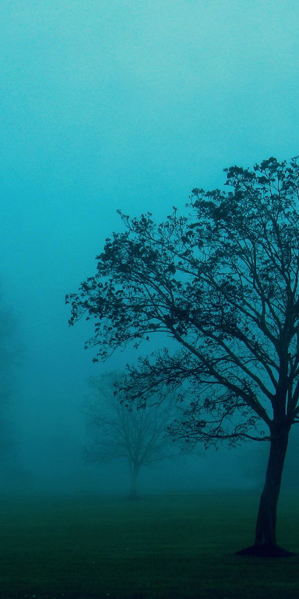 Mystical Tree in Fog: Perfect Mobile Wallpaper