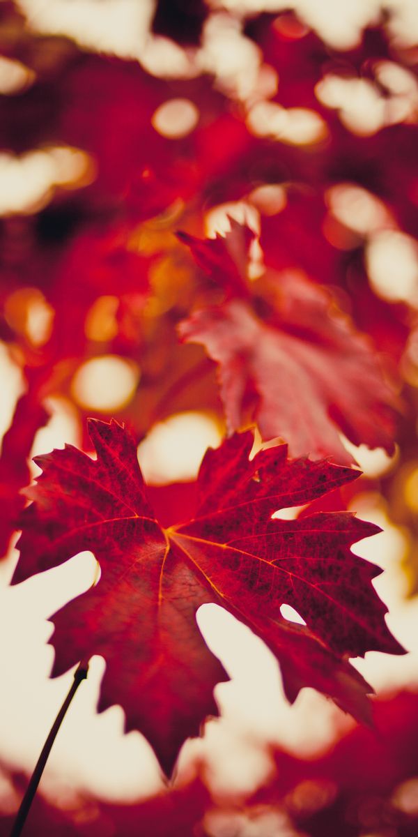 Phone wallpaper: Macro, Maple Leaf, Autumn, Blur free download