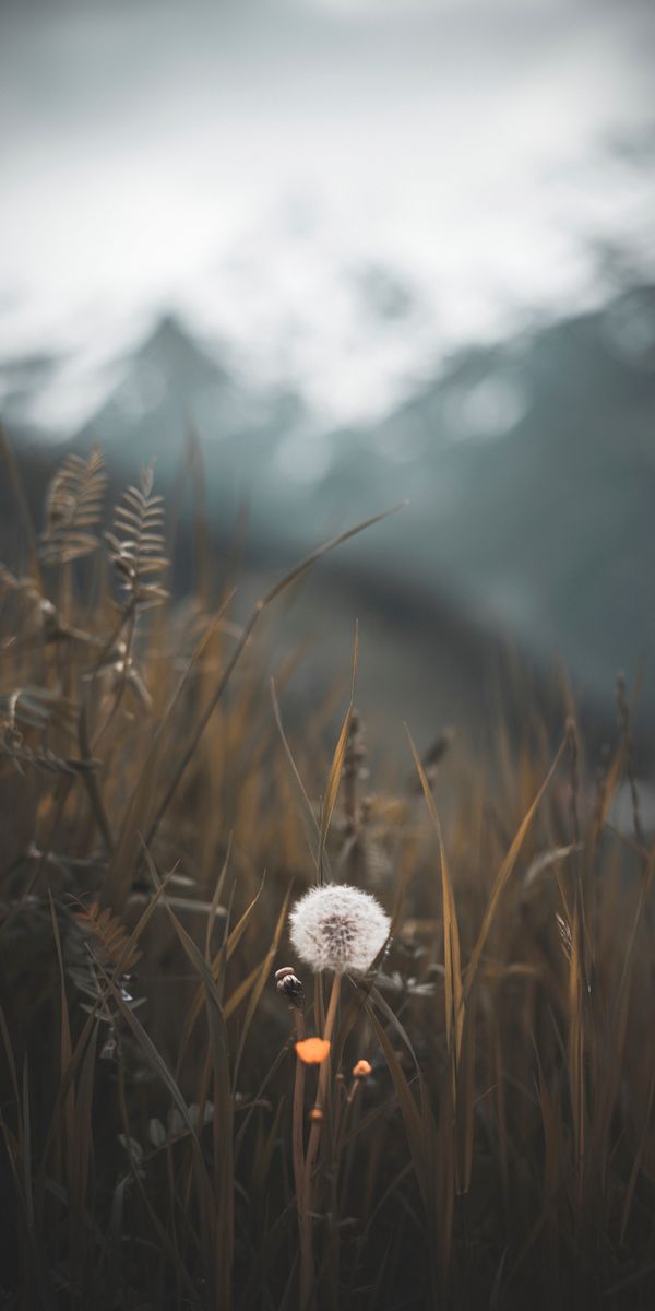 Beautiful Dandelion in a Softly Blurred Nature Background