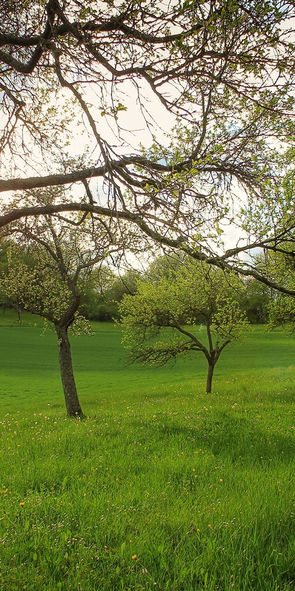 Breathtaking 4K iPhone Wallpaper: Lush Garden Landscape with Trees