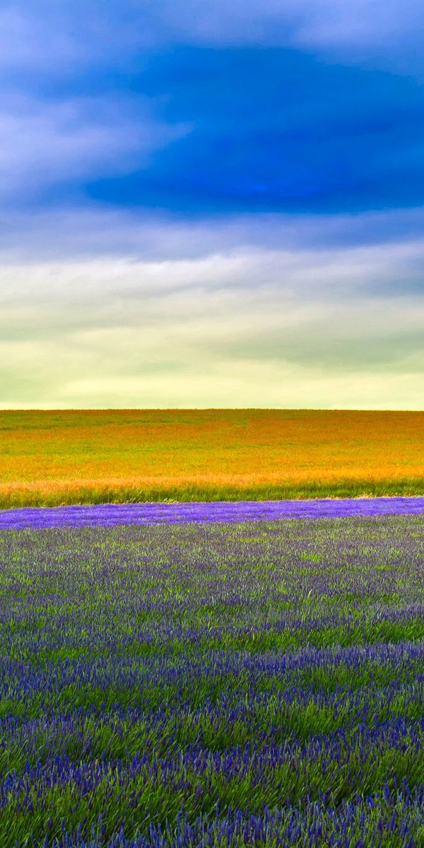 Serene Lavender Fields and a Lonely Tree - 4K Phone Wallpaper