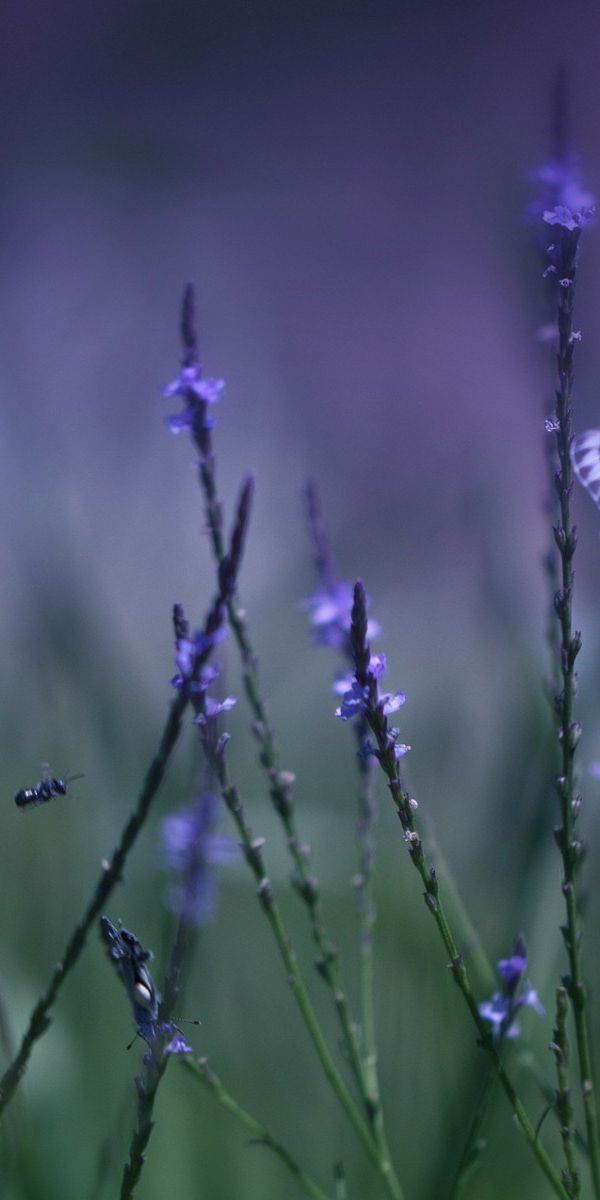 Phone wallpaper: Nature, Flower, Blur, Field, Butterfly, Animal free download
