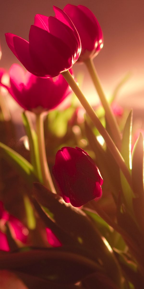 Gorgeous Pink Tulips Bathed in Soft Light