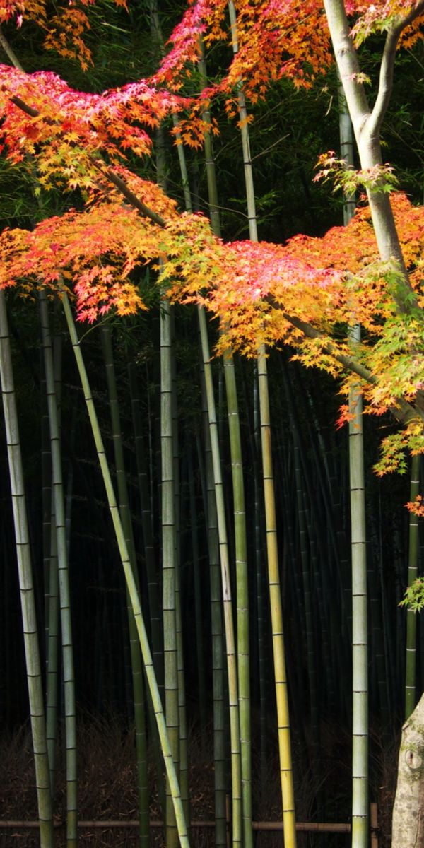 Phone wallpaper: Trees, Bamboo, Tree, Earth free download
