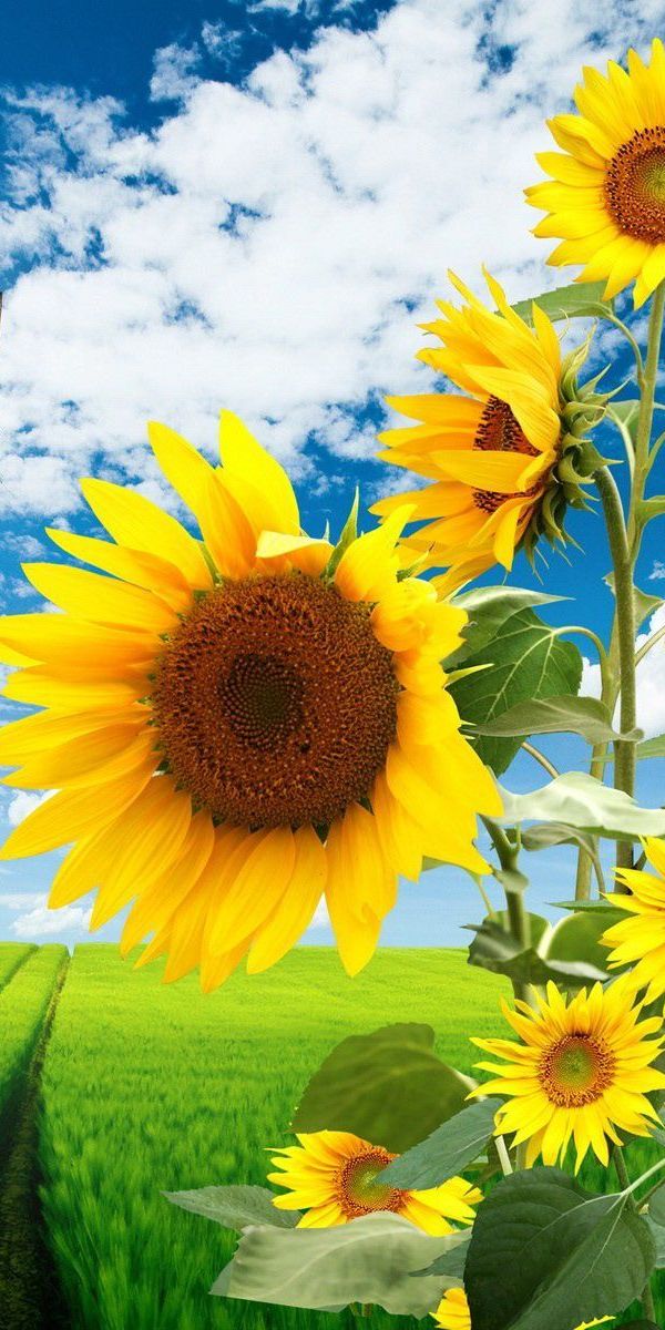 Beautiful sunflower field with butterfly in spring - free mobile wallpaper