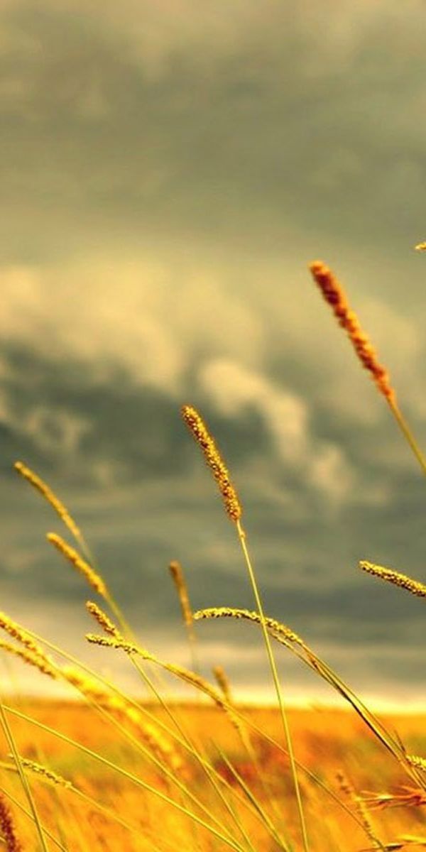 Golden Wheat Field Under a Dramatic Sunset Sky