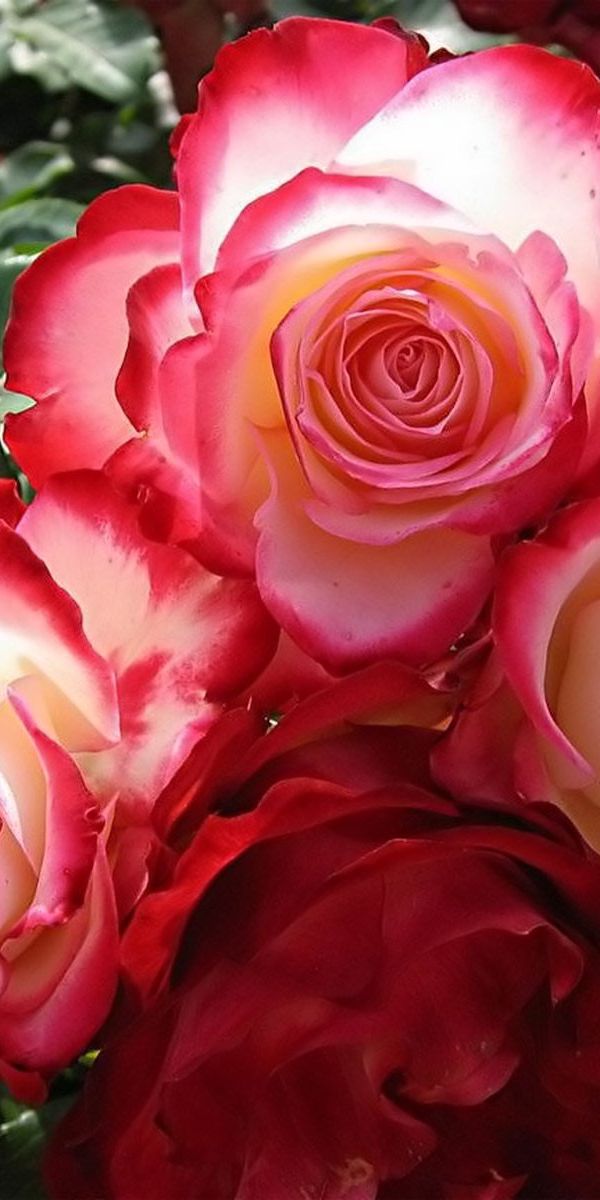 Beautiful 4K phone wallpaper featuring vibrant roses and lush greenery