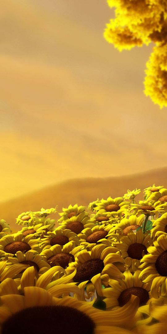 Vibrant Sunflower Field at Sunset