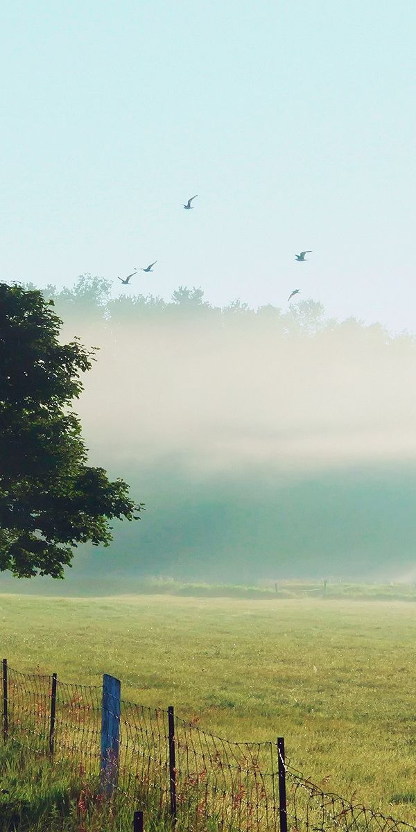 Phone wallpaper: Landscape, Fence, Man Made free download