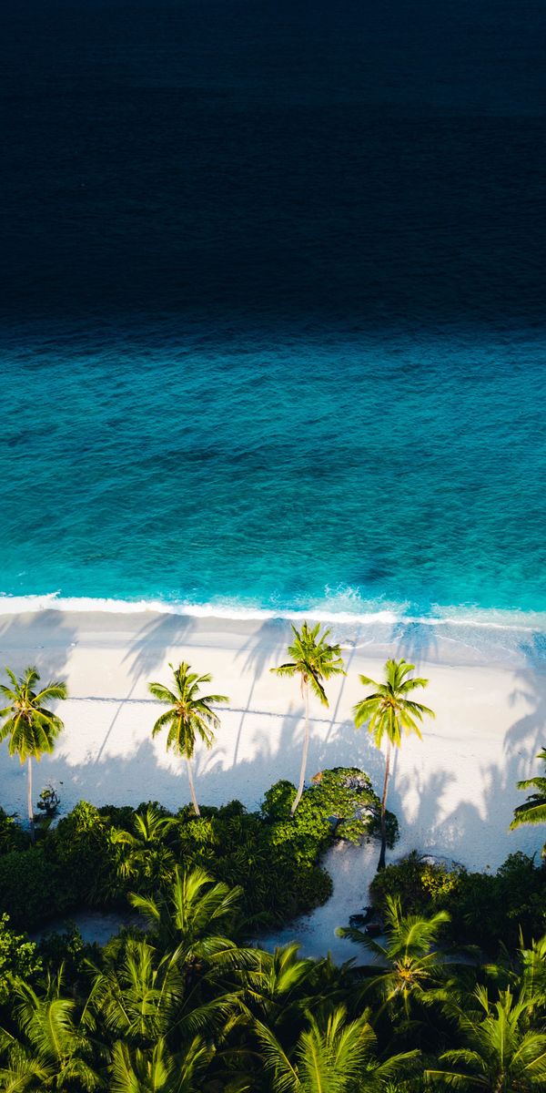 Aerial View of a Serene Tropical Beach with Lush Palms