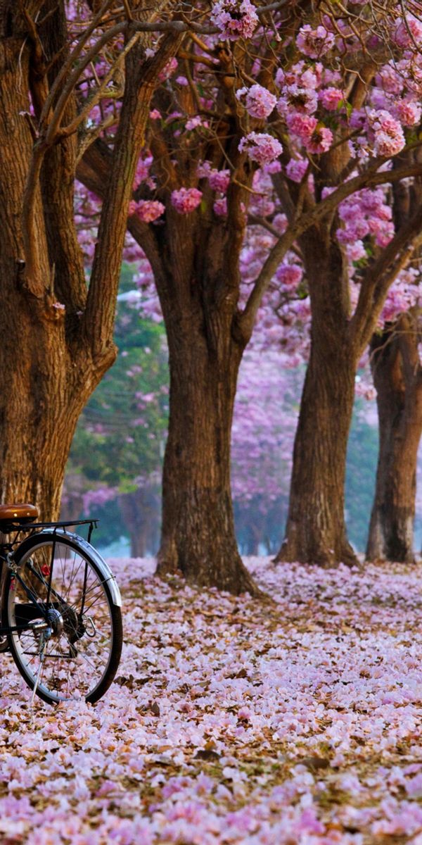 Charming Mobile Wallpaper of a Bicycle Surrounded by Spring Blossoms