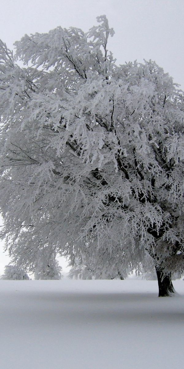 Beautiful Snow-Covered Tree in a Winter Wonderland