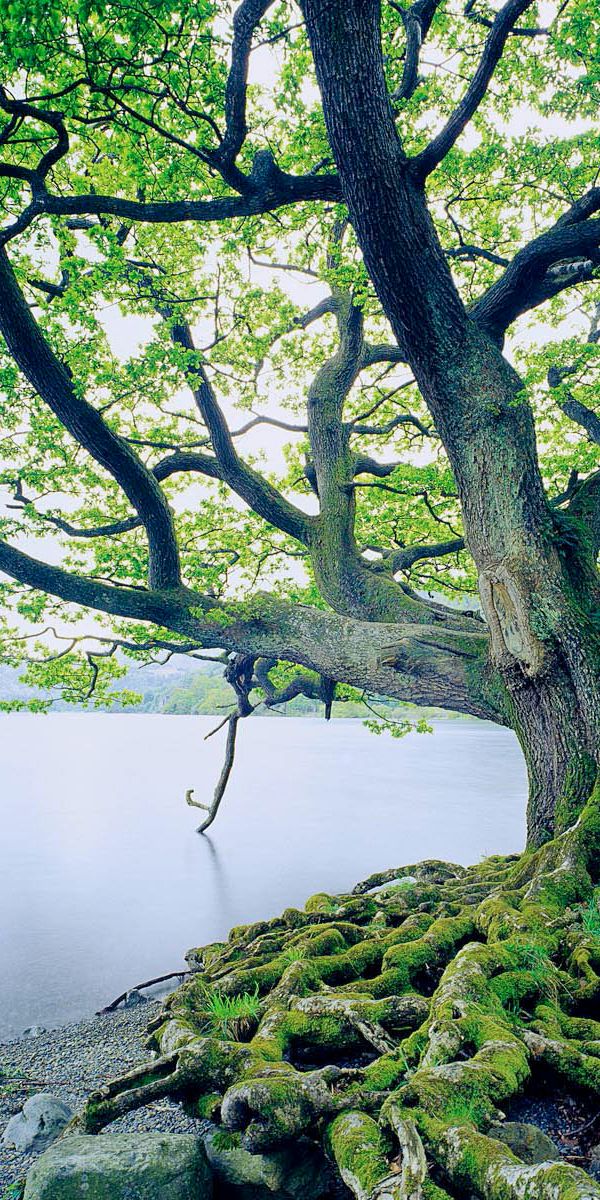 Beautiful Oak Tree by the Water