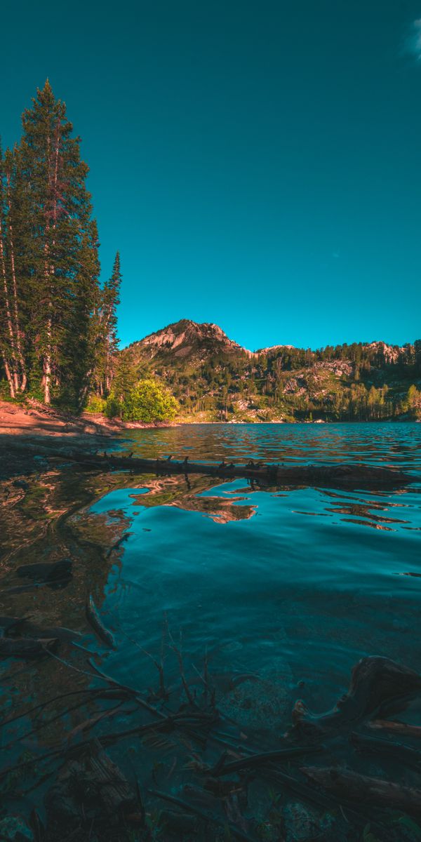Breathtaking Landscape of a Lake Surrounded by Spruce Trees