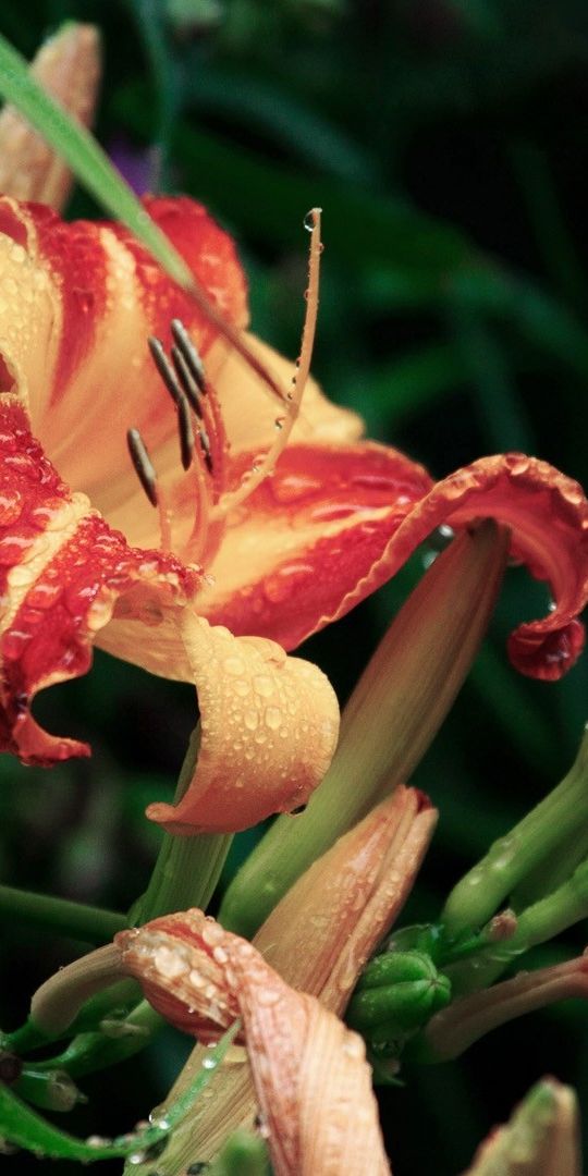 Phone wallpaper: Lily, Flowers, Flower, Earth free download