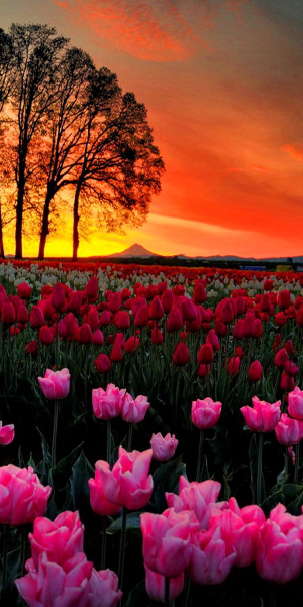Vibrant Sunset Over a Tulip Field with Red and Pink Flowers