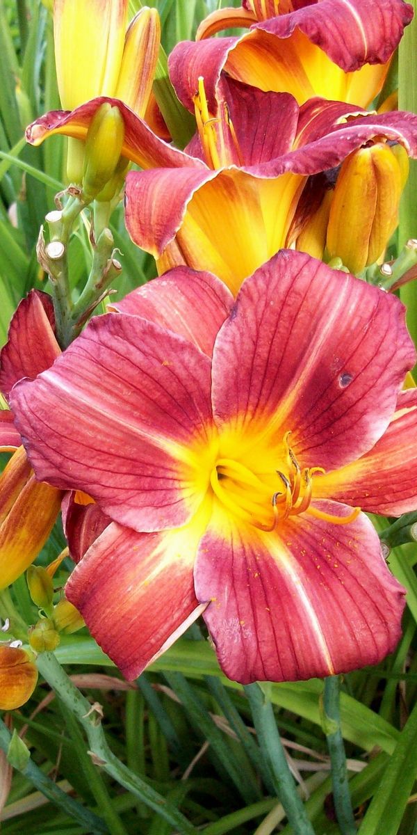 Phone wallpaper: Greens, Lilies, Buds, Flowers free download