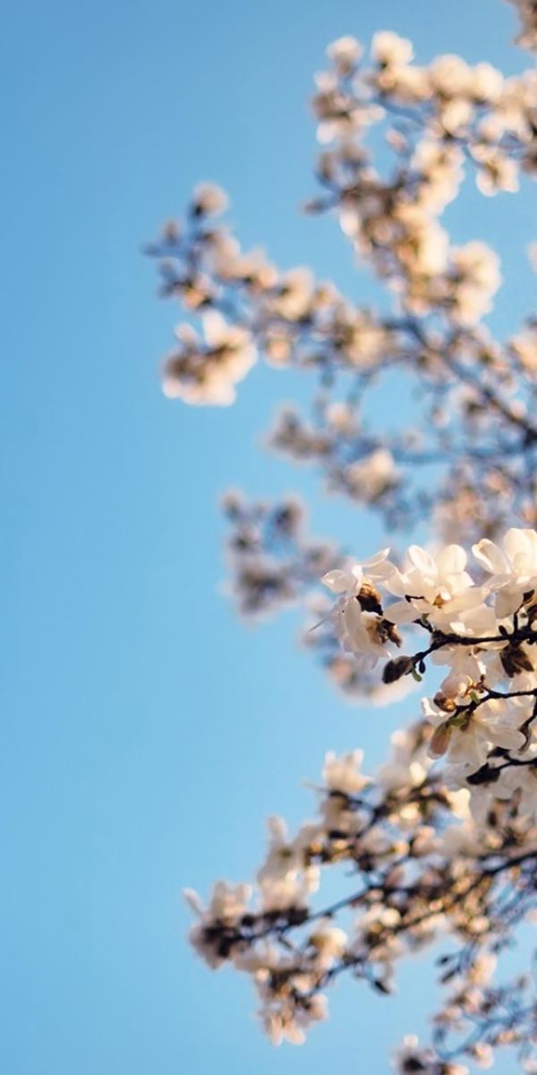 Phone wallpaper: Flowers, Sky, Sakura, Flower, Earth, Blossom free download