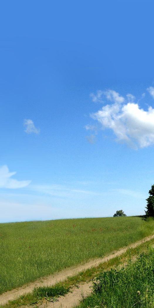 Breathtaking 4K Mobile Wallpaper Featuring Lush Green Trees and Clear Sky