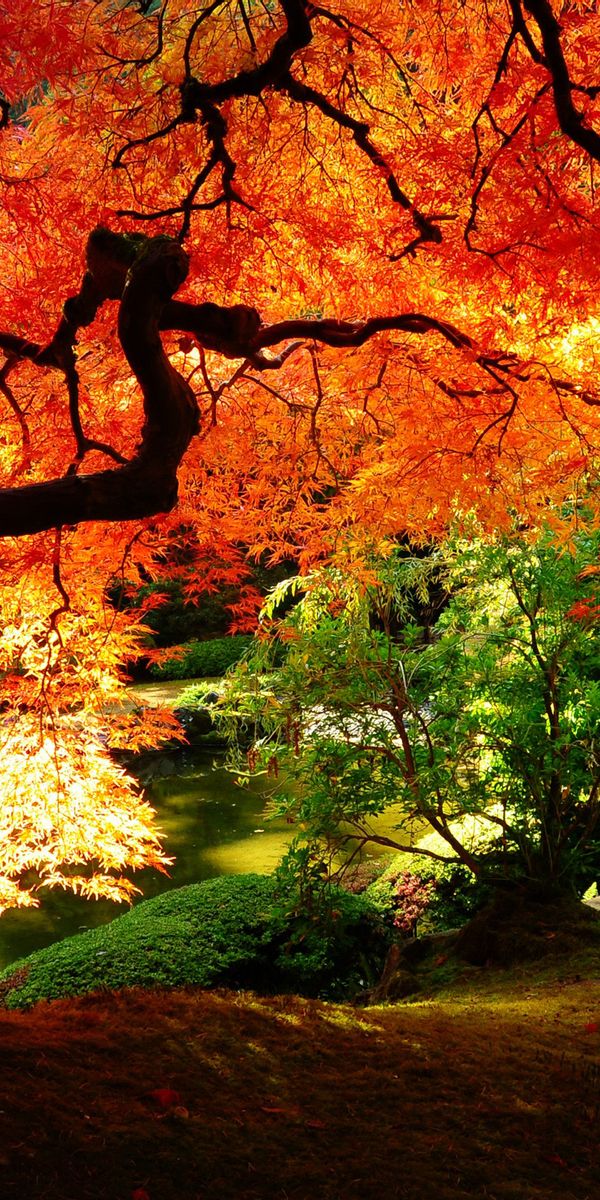 Vibrant Autumn Park Scene with Striking Red Trees