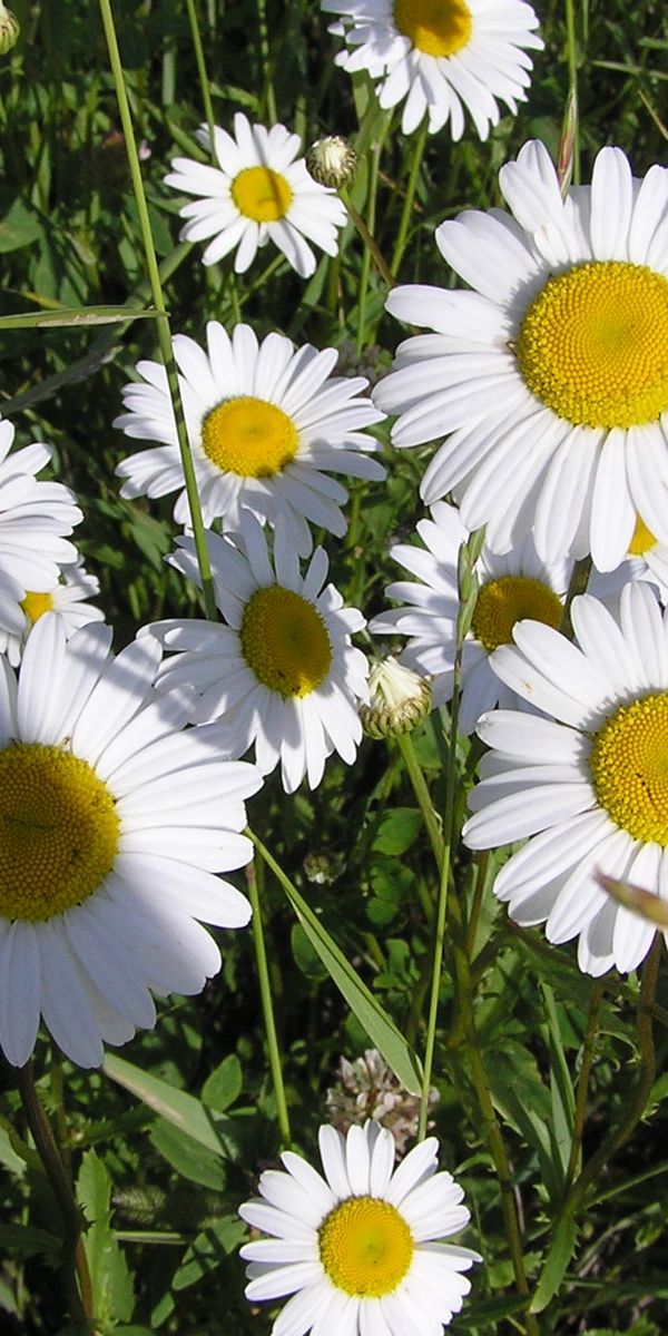 Charming Flower Field iPhone Wallpaper: Bright Daisies in Bloom