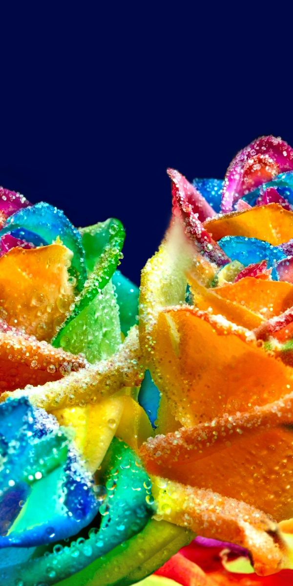 Vibrant phone wallpaper featuring colorful roses adorned with water drops