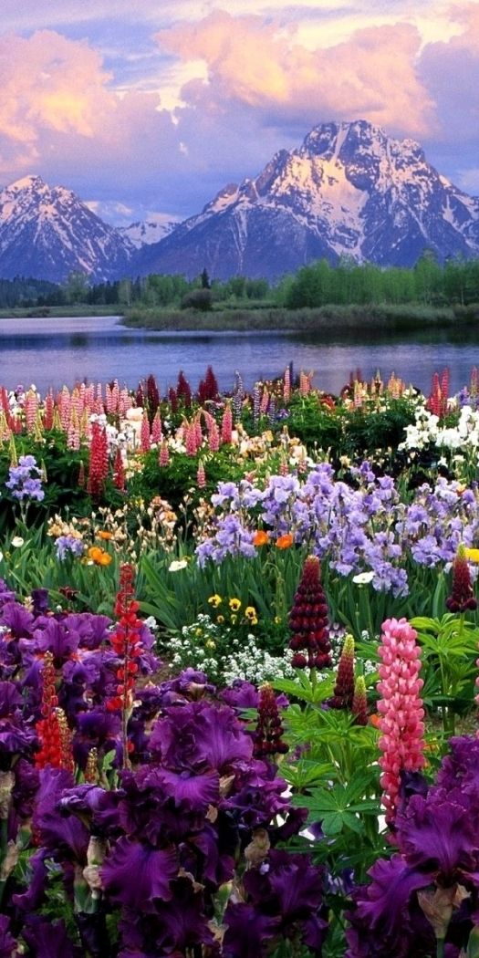 Breathtaking phone wallpaper featuring mountains and colorful flowers