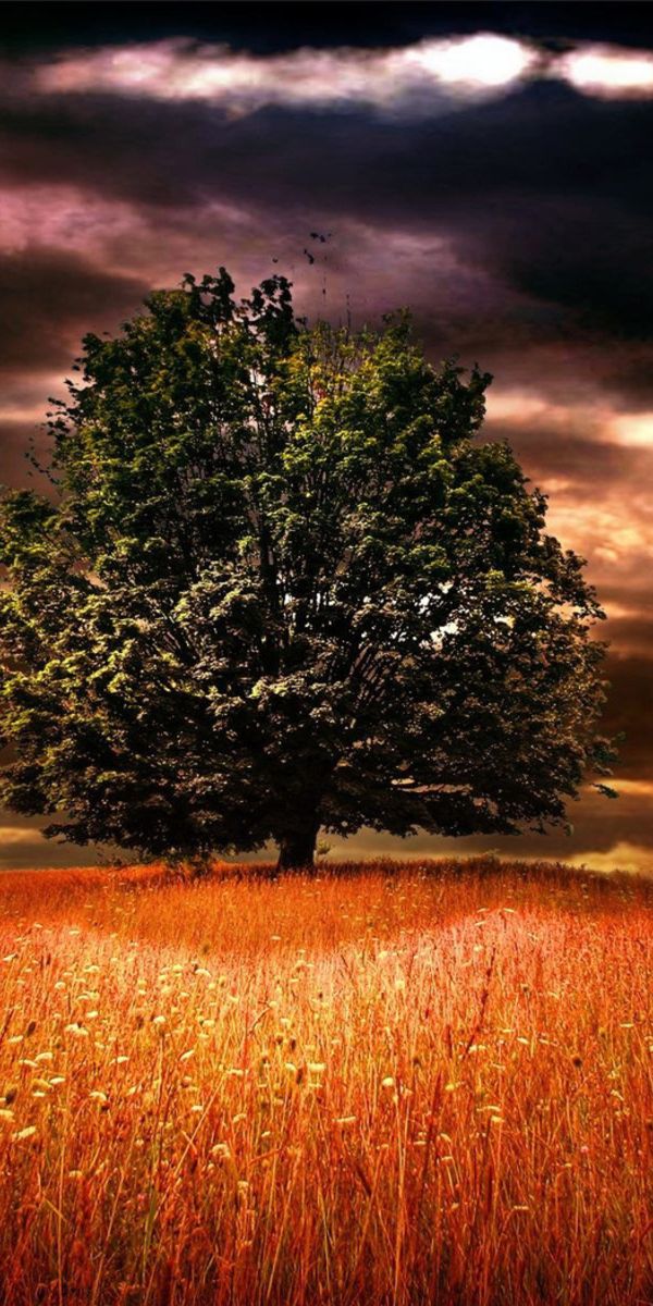 Breathtaking 4K Wallpaper Featuring a Majestic Tree Against Dramatic Skies