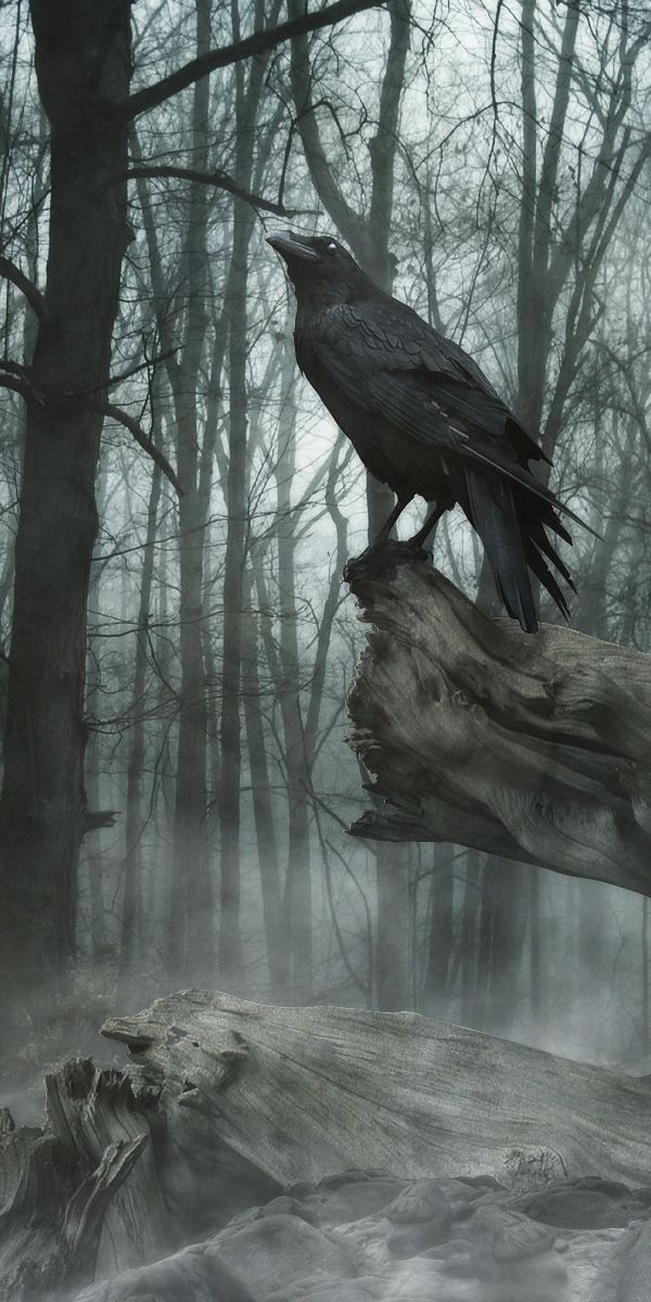 Mystical Raven in Foggy Woods