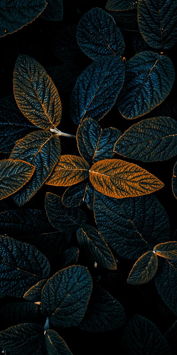 Dark Nature Leaves - Perfect Mobile Wallpaper