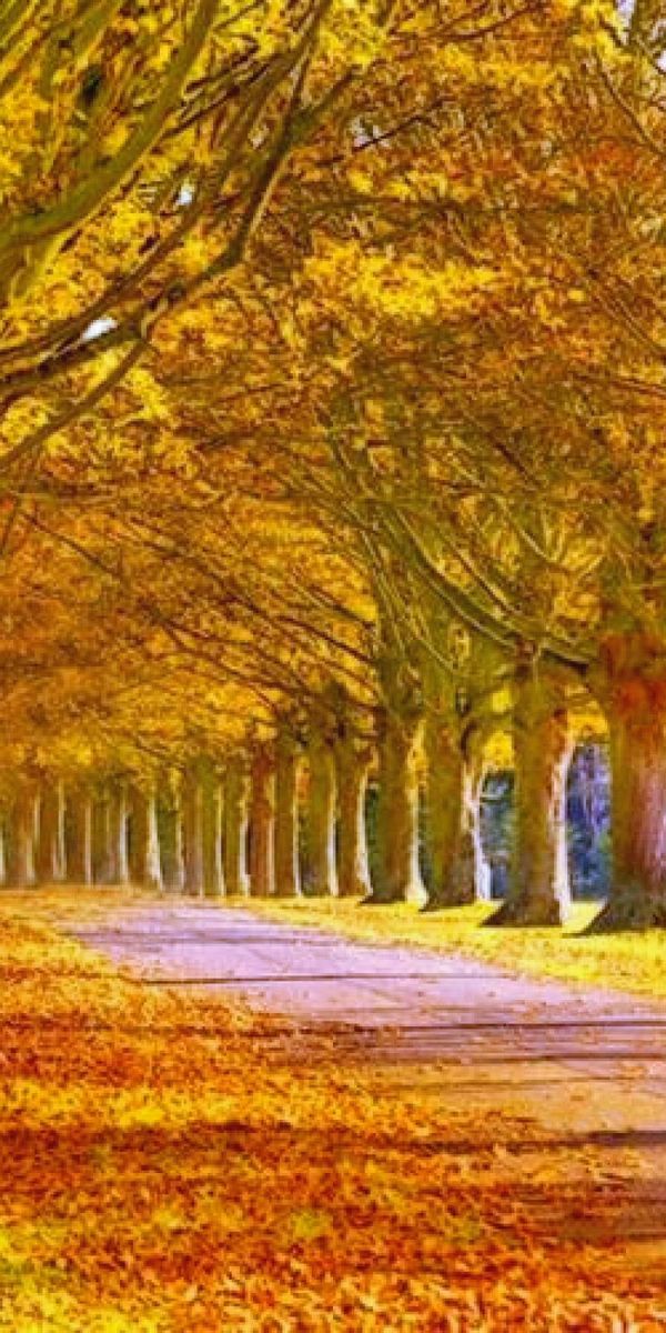 Phone wallpaper: Nature, Road, Park, Tree, Fall, Earth, Colorful, Sunny free download