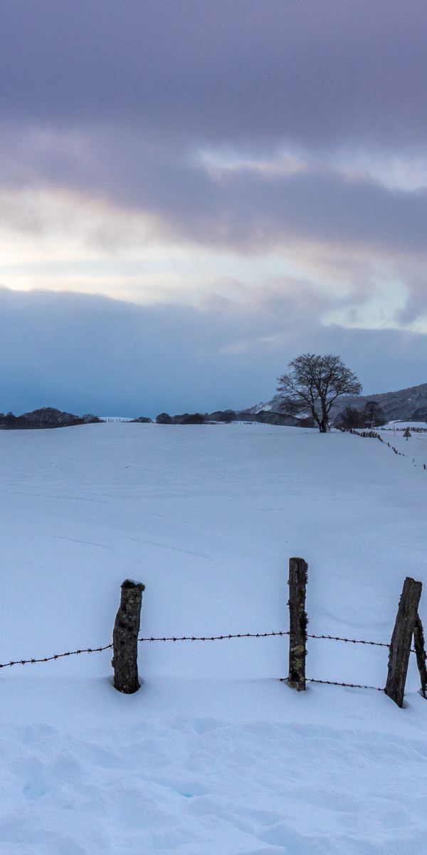 Phone wallpaper: Snow, Trees, Fence, Winter, Nature free download