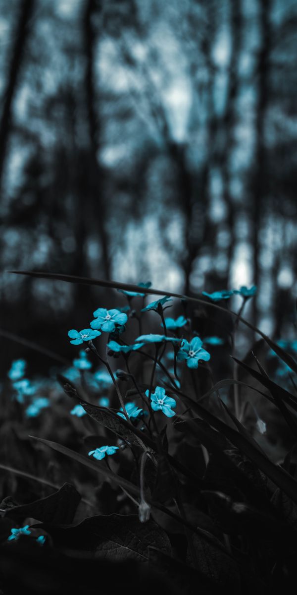Serene Blue Flowers in a Blurry Field for Your Mobile Wallpaper