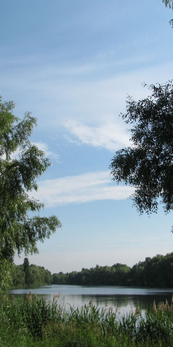 Phone wallpaper: Rivers, Holidays, Trees free download
