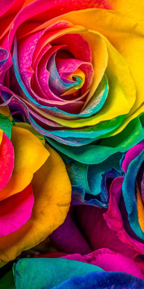 Phone wallpaper: Multicolored, Flowers, Motley, Rose Flower, Rose, Petals free download