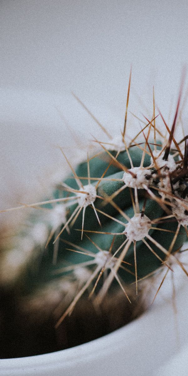 Phone wallpaper: Needle, Macro, Plant, Smooth, Cactus, Blur free download