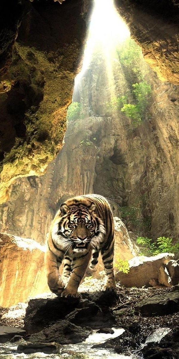 Majestic Tiger Walking Through a Sunlit Cave