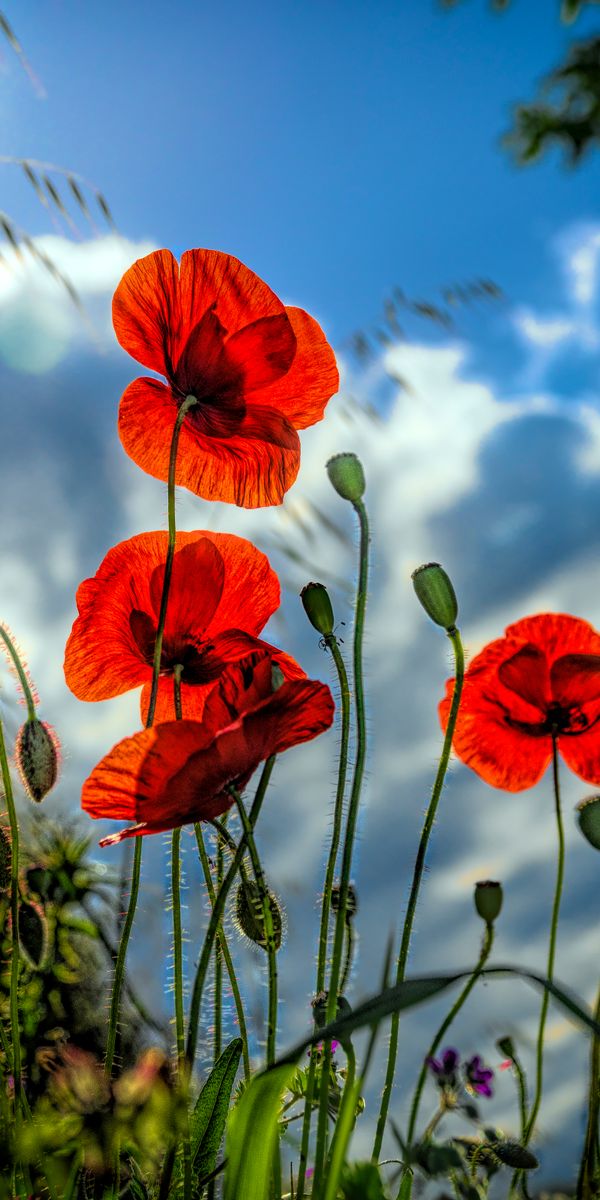 Vibrant Red Poppies Under a Bright Sky