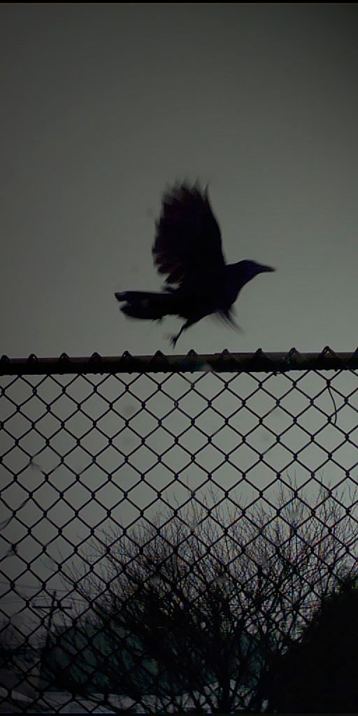 Dark Crow Silhouette - A Striking Mobile Wallpaper