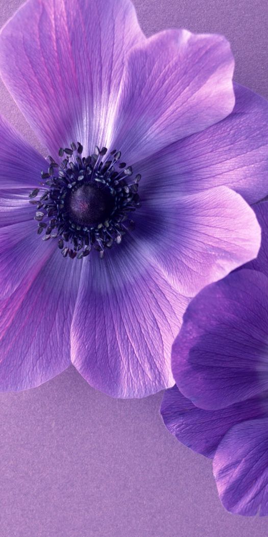 Beautiful HD Wallpaper Featuring Vibrant Purple Flowers on a Soft Background