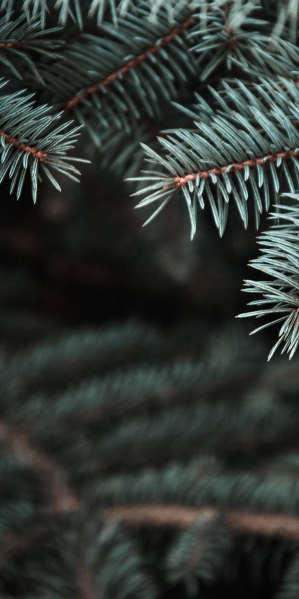 Phone wallpaper: Prickles, Needle, Thorns, Pine, Branch, Macro, Smooth, Christmas Tree, Blur free do