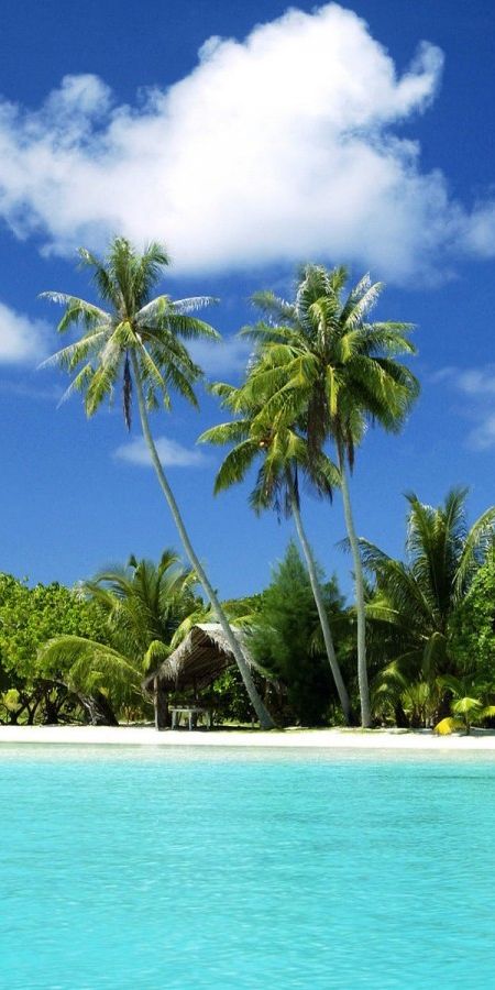 Tropical Beach Landscape with Lush Palms and Crystal Clear Water