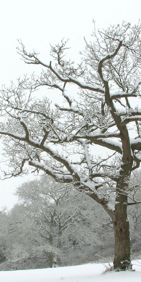 Elegant Winter Tree in Snowy Landscape for Mobile Wallpaper