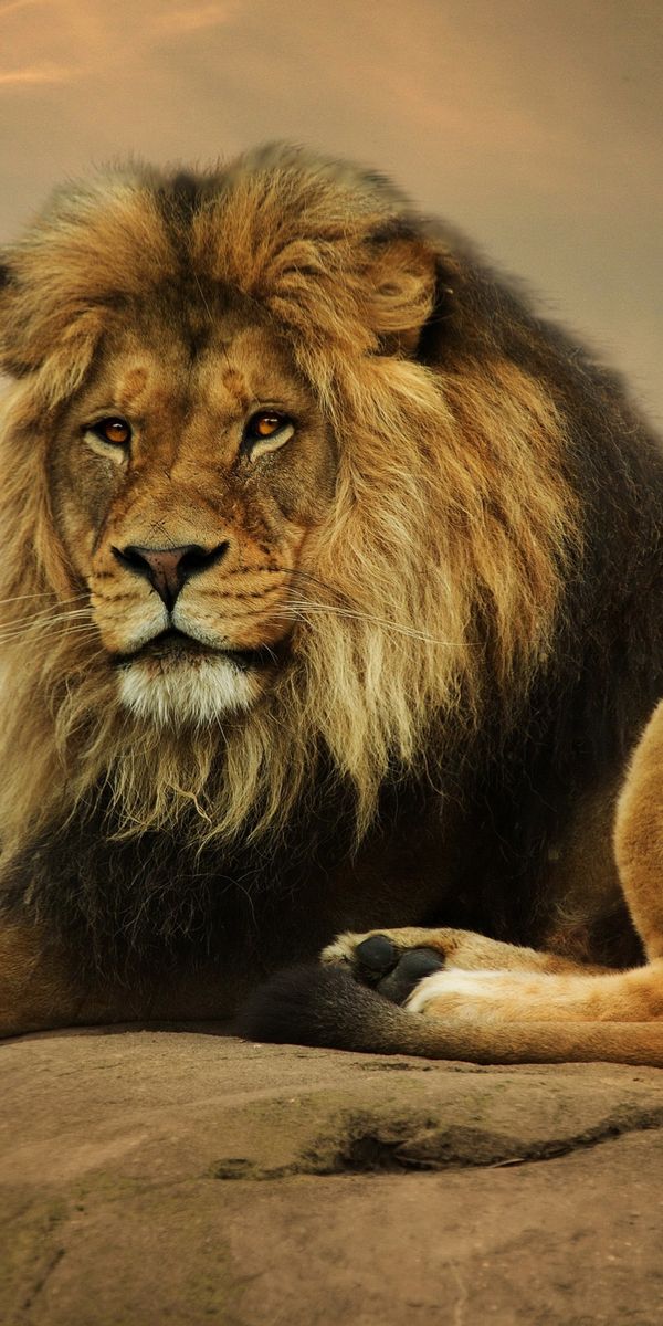 Majestic Lion Resting on a Rock at Sunset